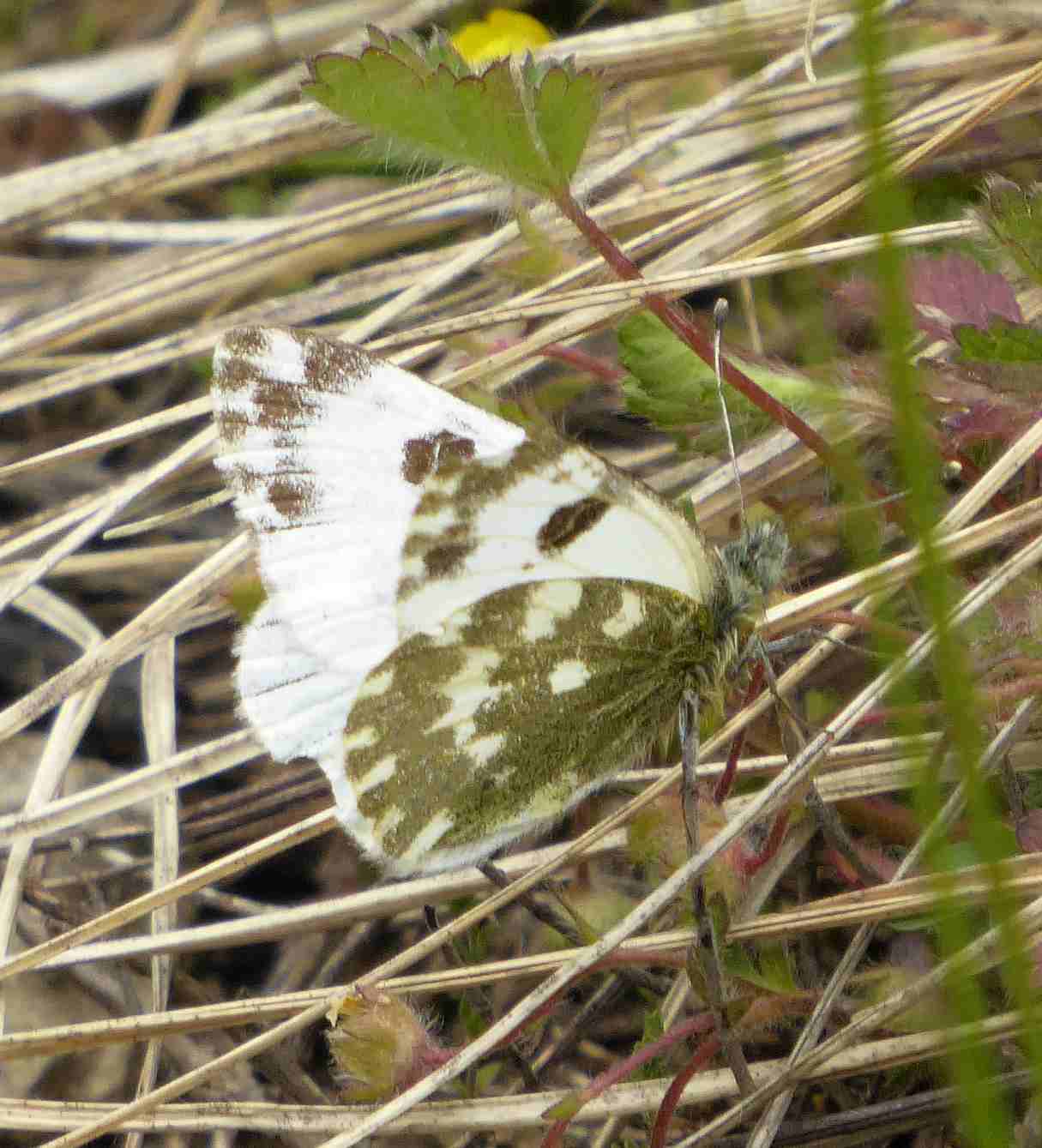 Pontia daplidice Pontia daplidice