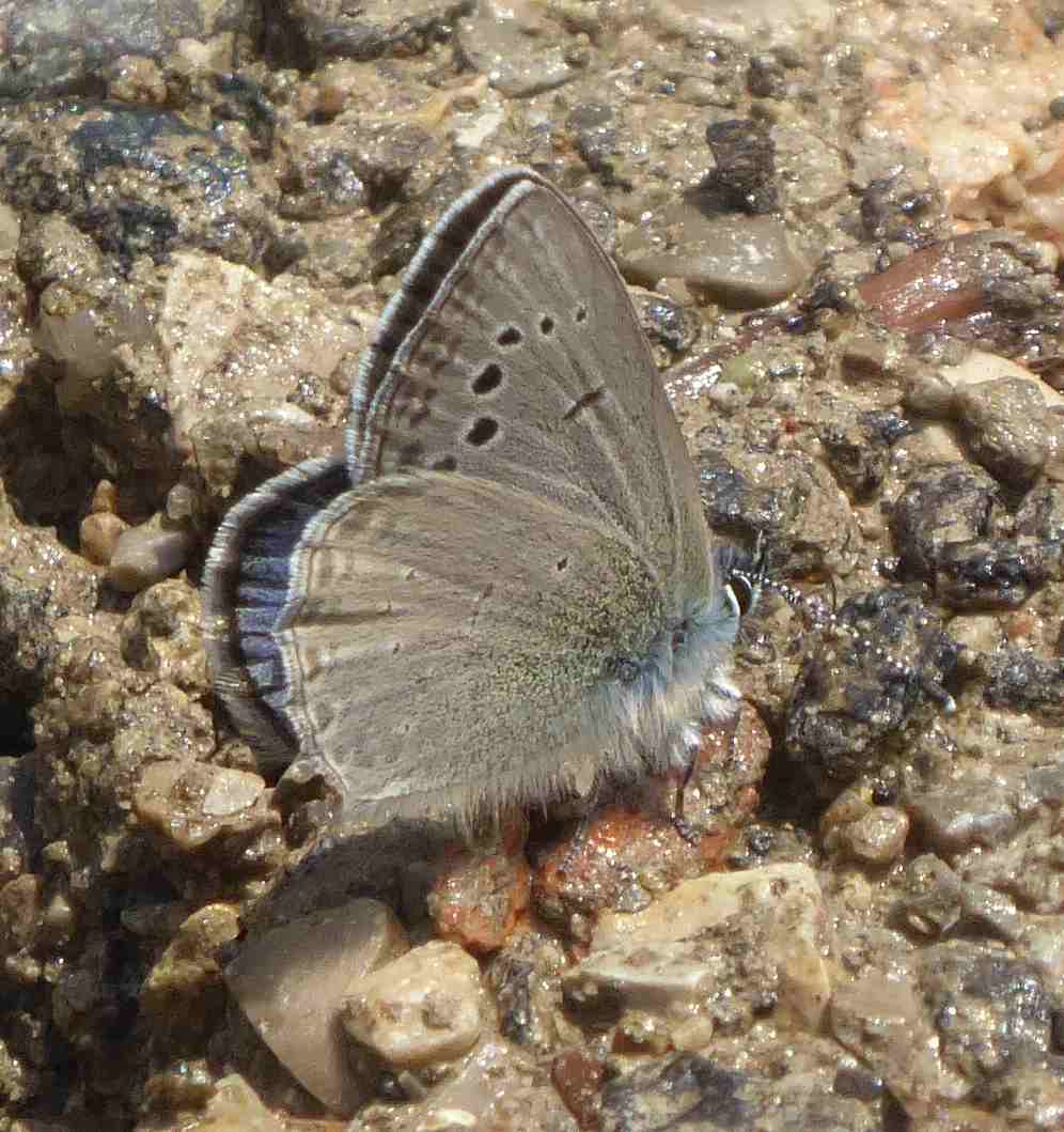 Glaucopsyche melanops Glaucopsyche melanops