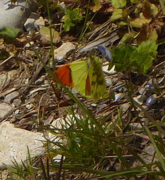Anthocharis euphenoides Anthocharis euphenoides