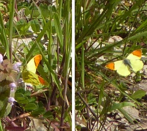 Anthocharis euphenoides Anthocharis euphenoides