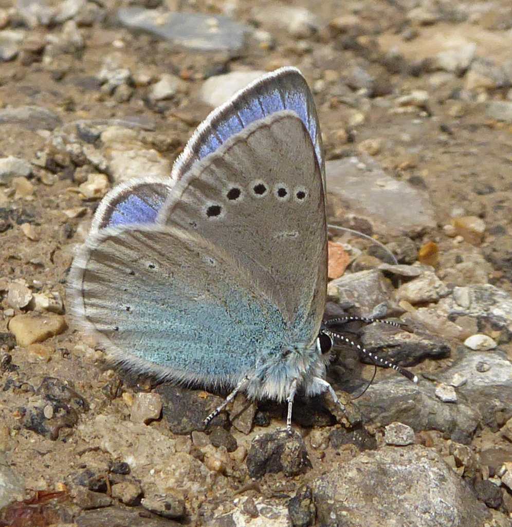 Glaucopsyche alexis Glaucopsyche alexis