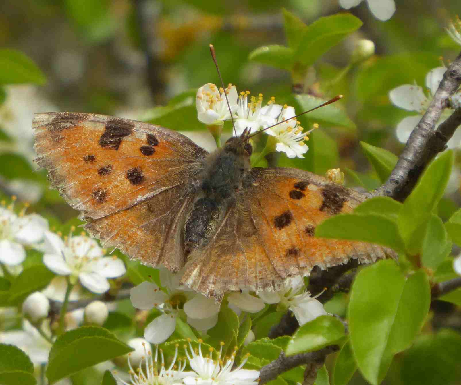 Nymphalis polychloros Nymphalis polychloros