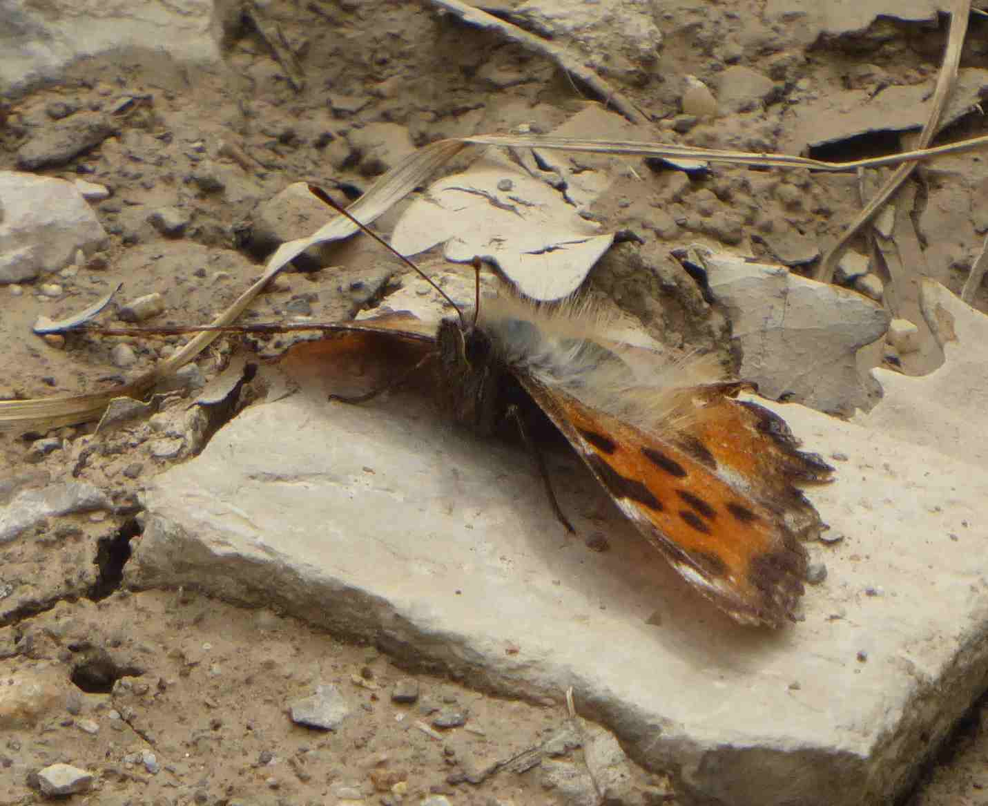 Nymphalis polychloros Nymphalis polychloros