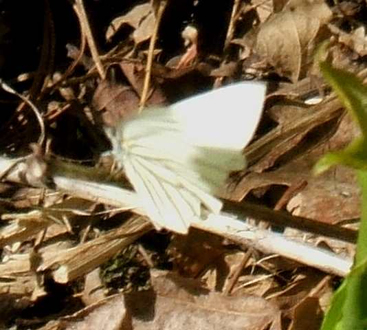 Pieris oleracea Pieris oleracea