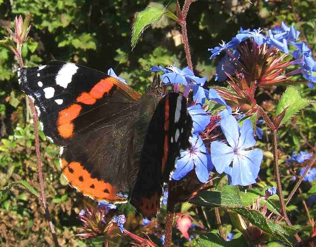 Vanessa atalanta Vanessa atalanta