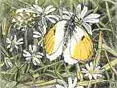 Orange Tips