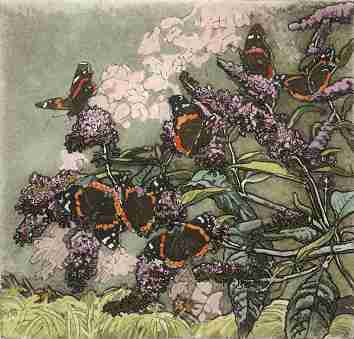 Red Admirals